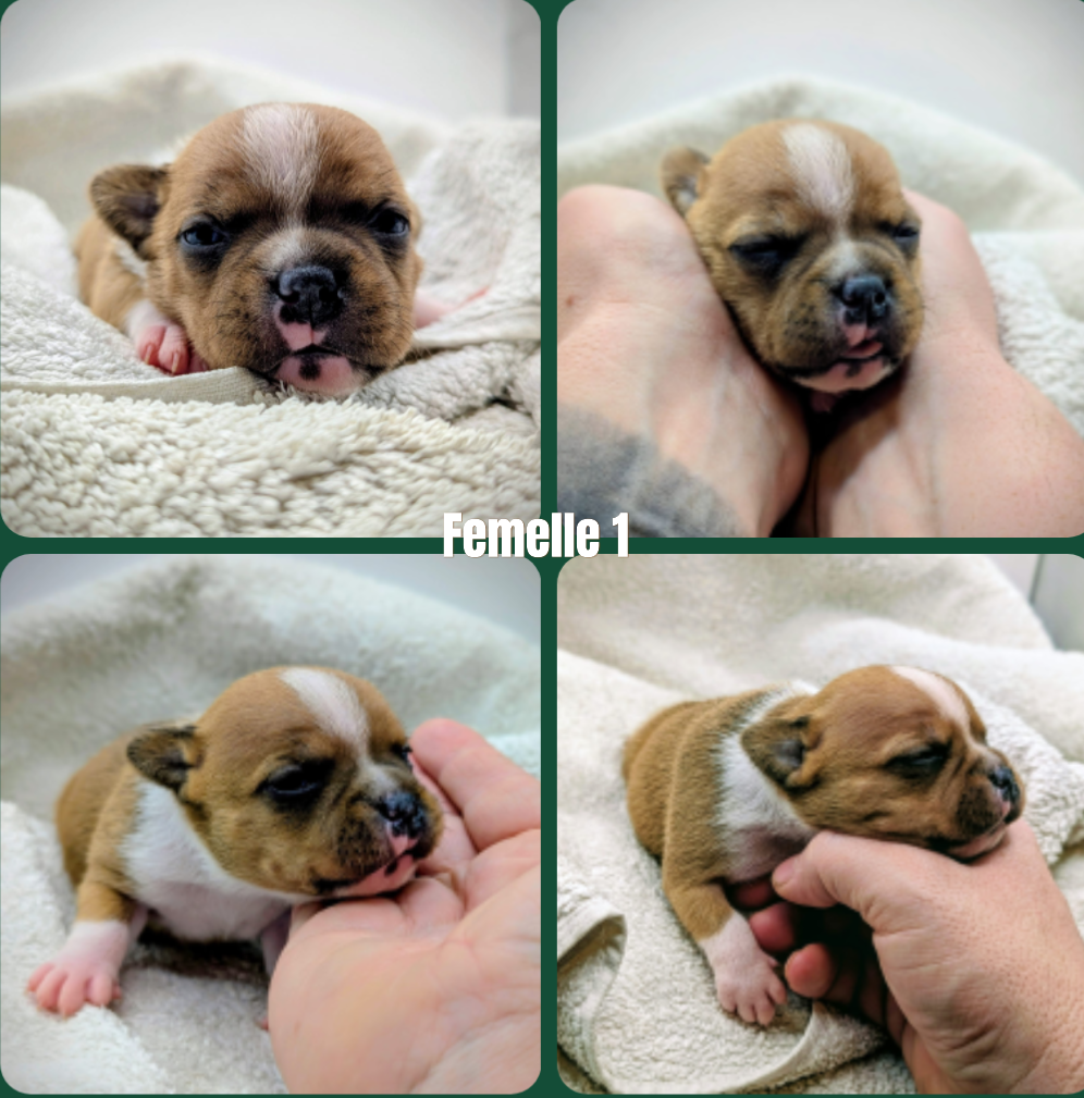 CHIOT 1 - Staffordshire Bull Terrier