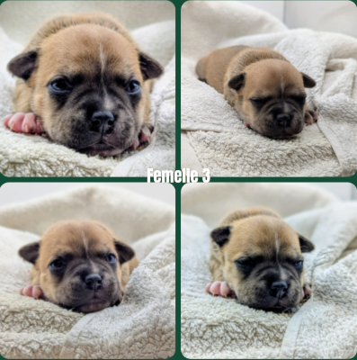 Les chiots de Staffordshire Bull Terrier