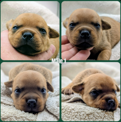 Les chiots de Staffordshire Bull Terrier