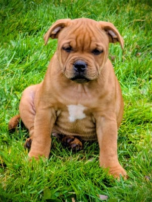 Les chiots de Staffordshire Bull Terrier