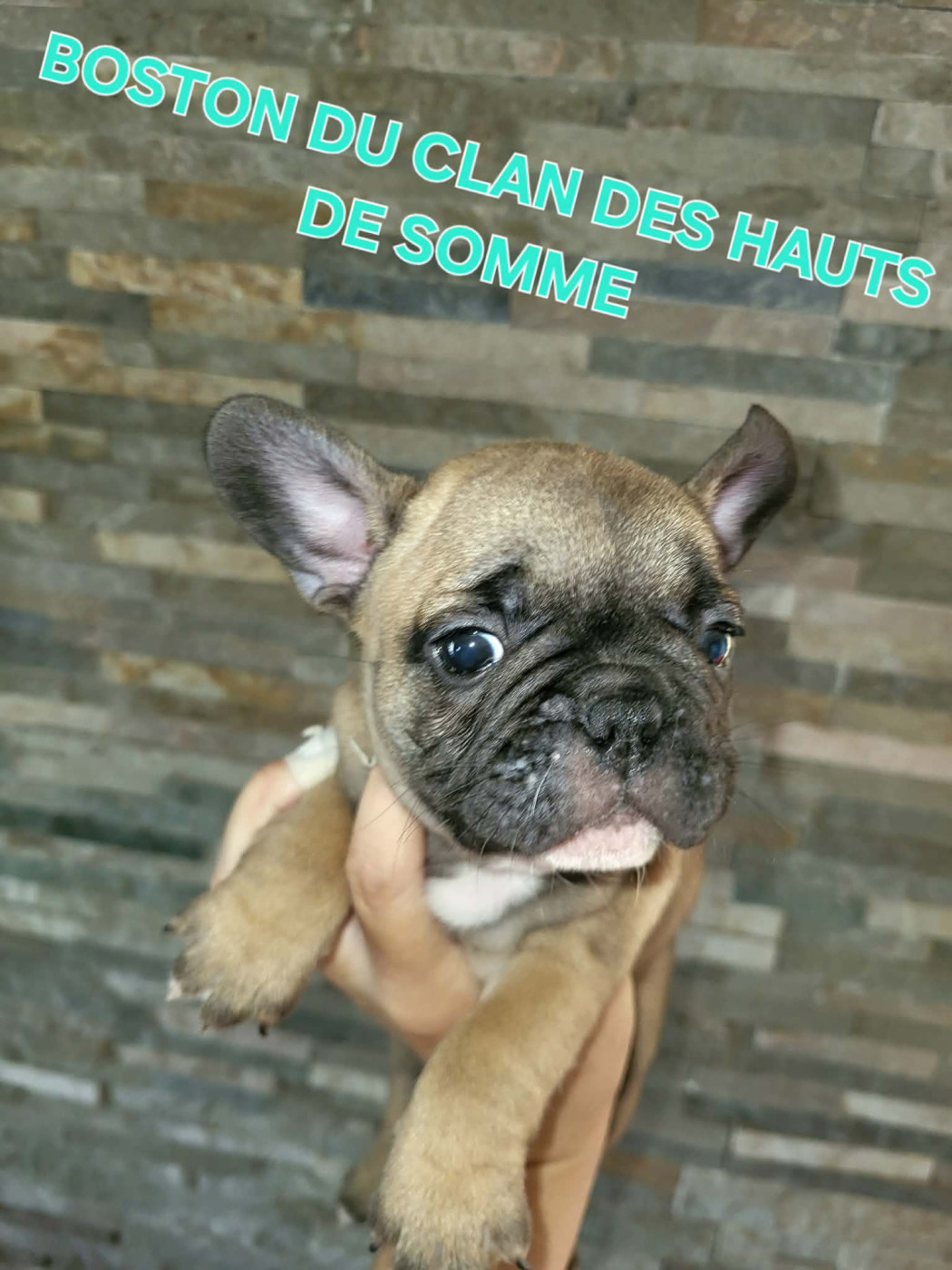 Boston - Bouledogue français