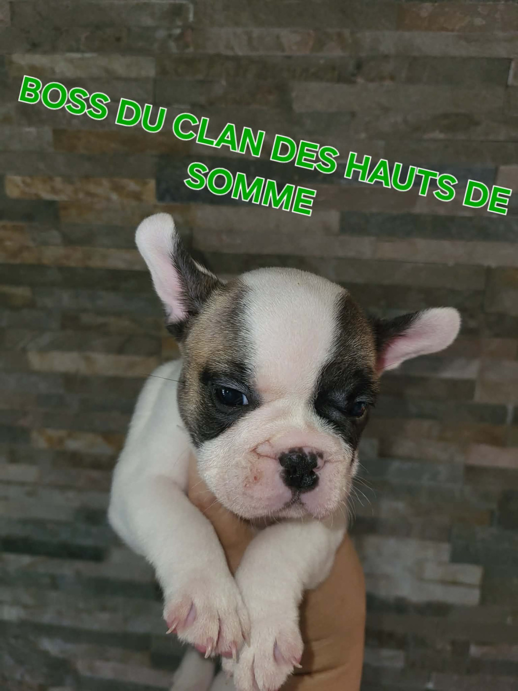 Boss - Bouledogue français