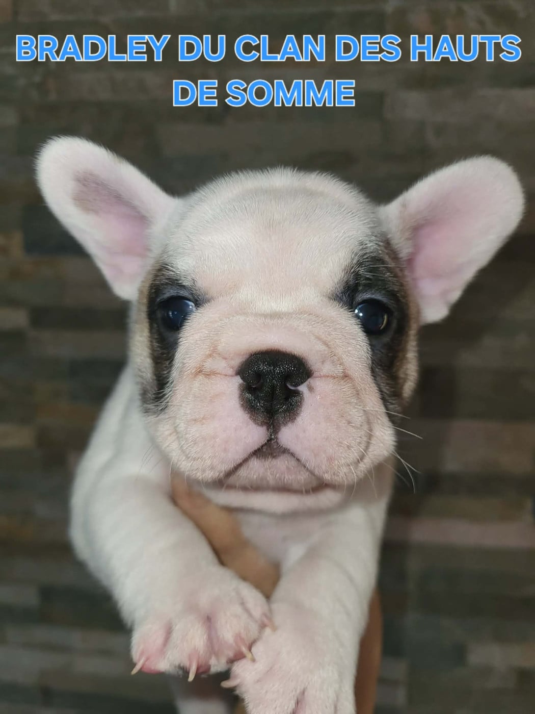 Bradley - Bouledogue français