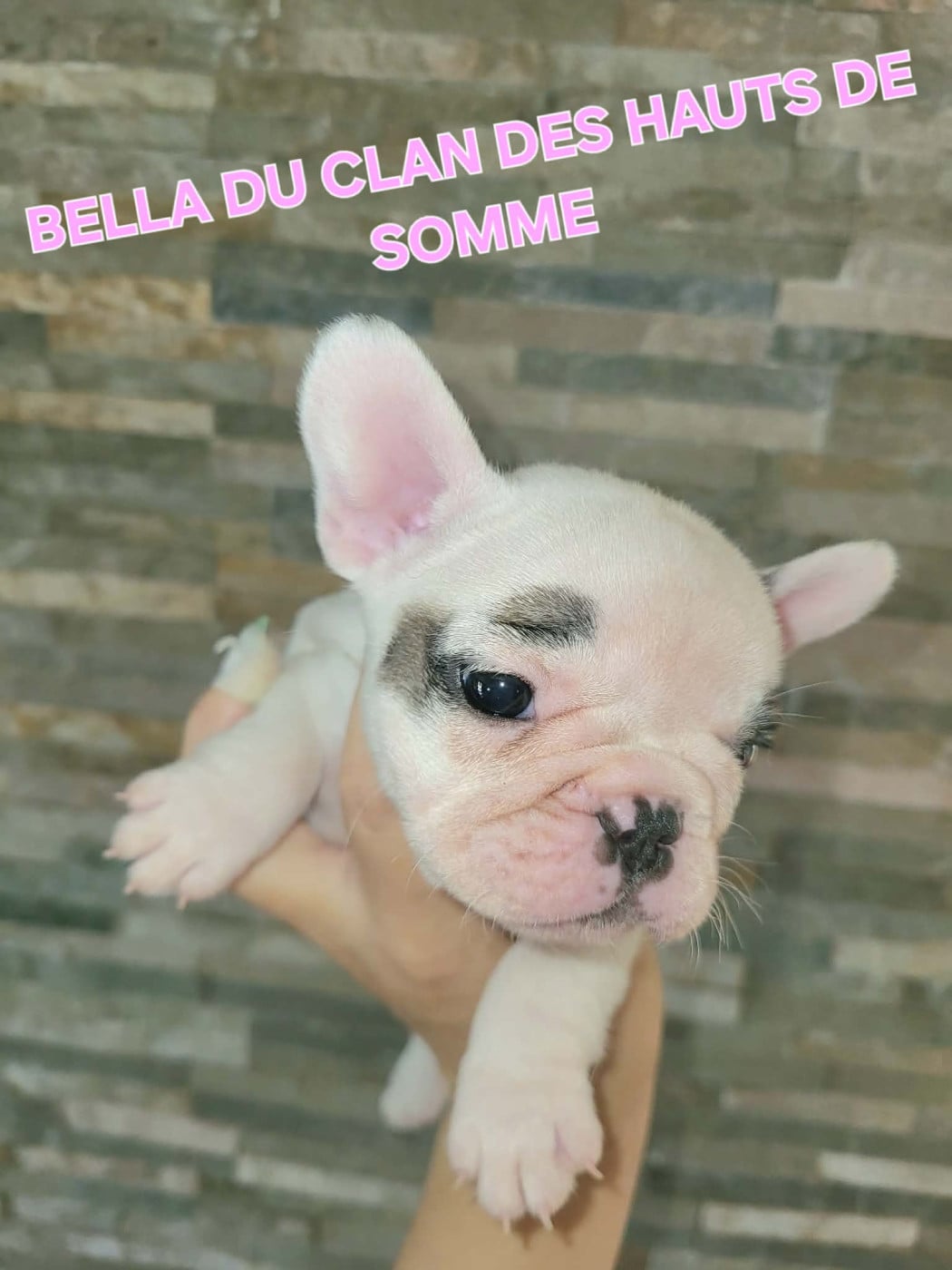 Bella - Bouledogue français