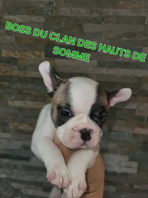 Les chiots de Bouledogue français