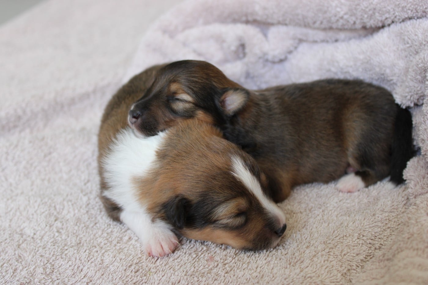 Shetland Sheepdog - Des Petites Lucioles