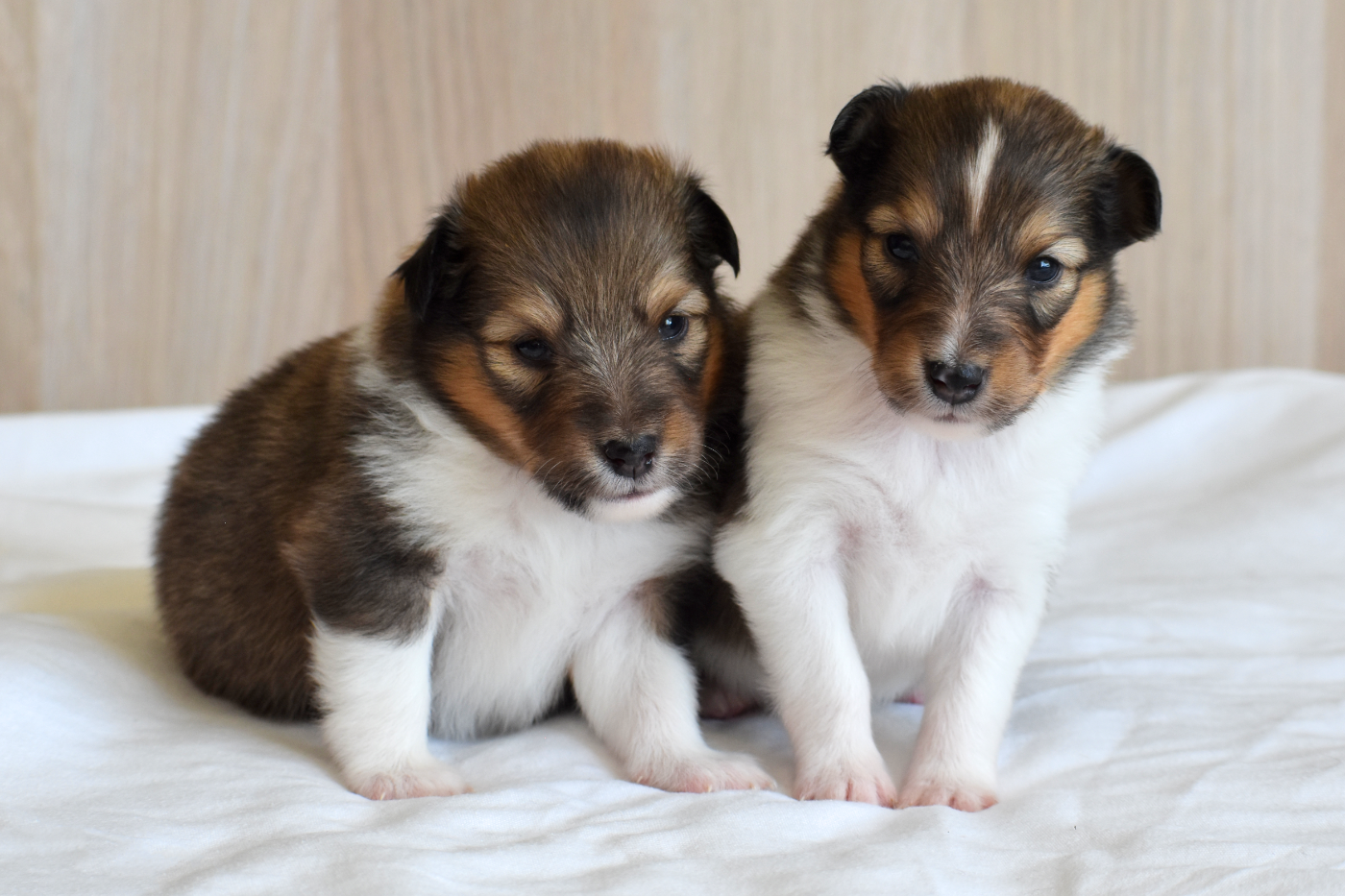 Shetland Sheepdog - Des Petites Lucioles