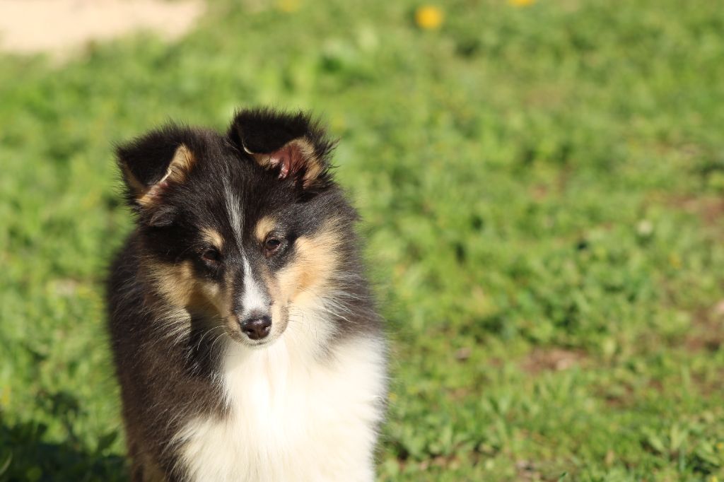 Shetland Sheepdog - Des Petites Lucioles