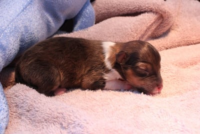 Les chiots de Shetland Sheepdog
