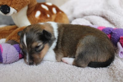 Les chiots de Shetland Sheepdog