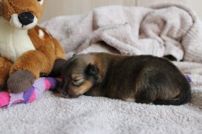 Les chiots de Shetland Sheepdog
