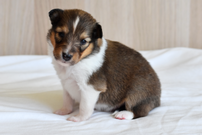 Les chiots de Shetland Sheepdog