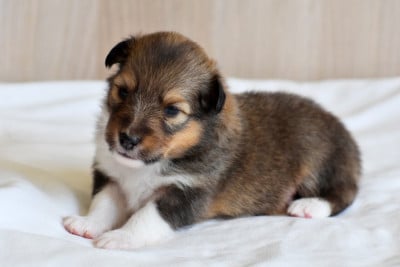 Les chiots de Shetland Sheepdog
