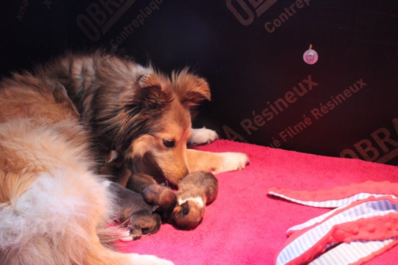 Shetland Sheepdog - Des Petites Lucioles