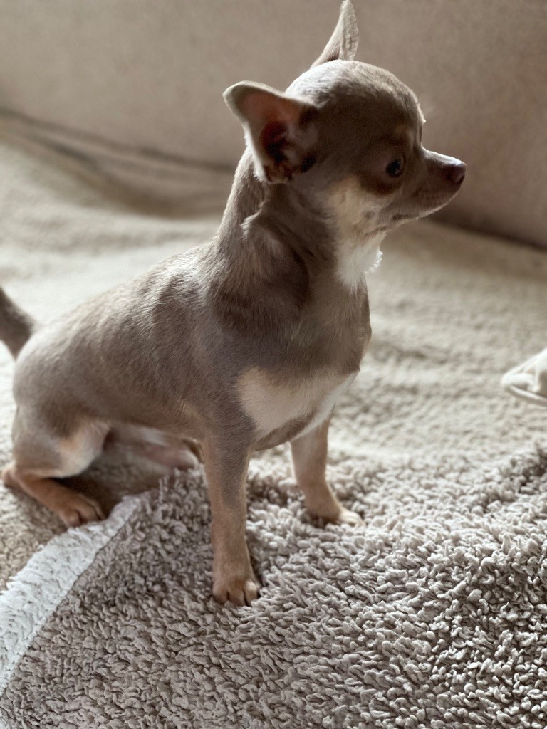 Vittorio mio amore De La Contrée Des Elfes