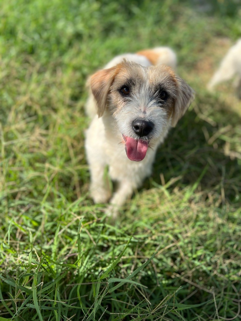 Apollo petite fusee du Domaine De Léon De La Seille