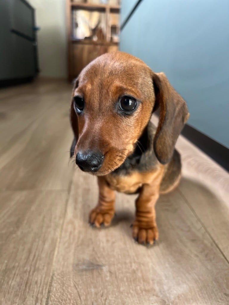 Ah voilà simone du sapin epineux