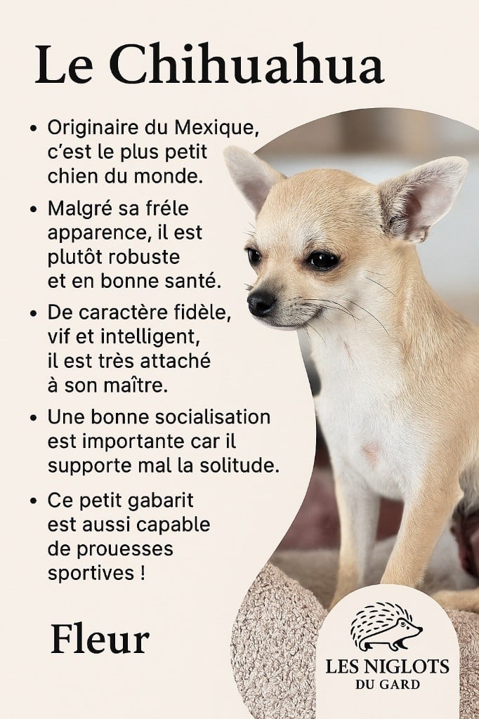 Une fleur Des Gentils Coquelicots