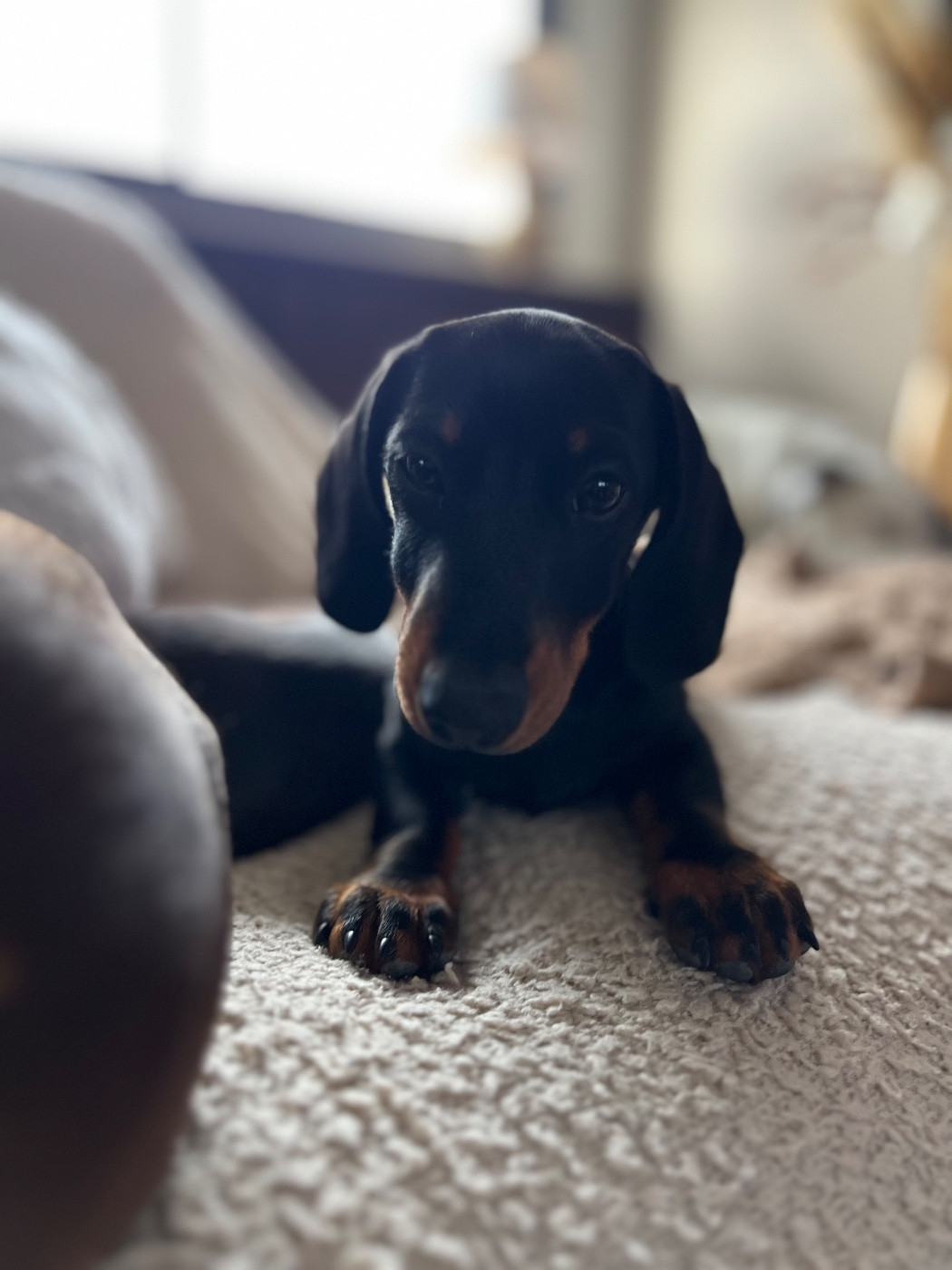 Gabéric's Albert petit prince