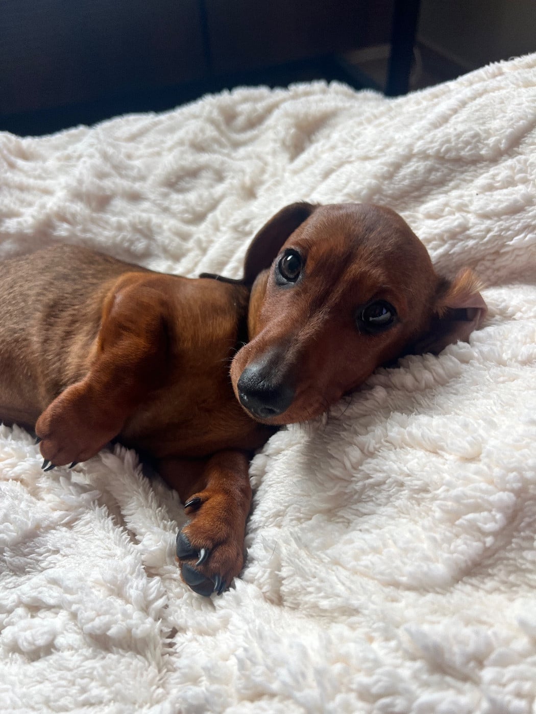 Ah voilà simone du sapin epineux