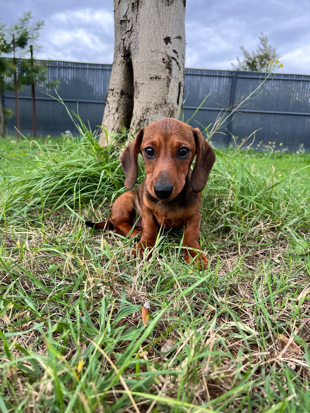 Ah voilà simone du sapin epineux