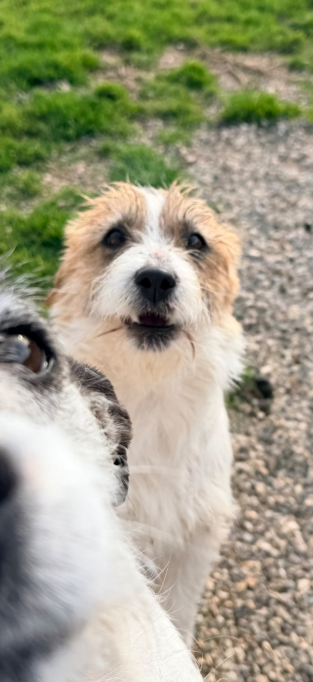 Apollo petite fusee du Domaine De Léon De La Seille