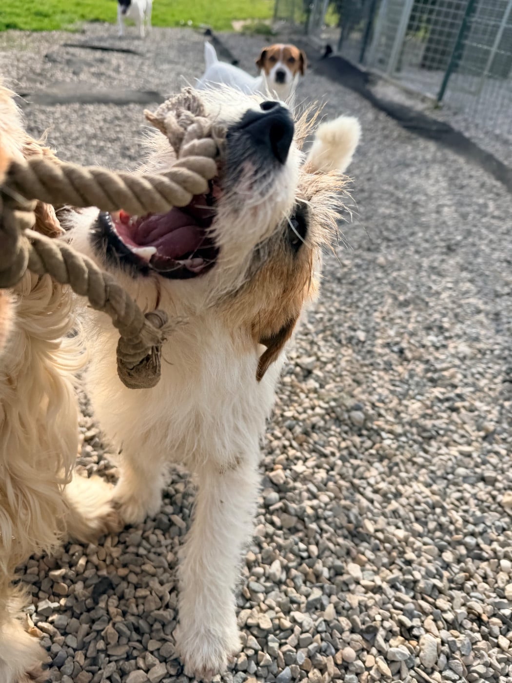 Apollo petite fusee du Domaine De Léon De La Seille