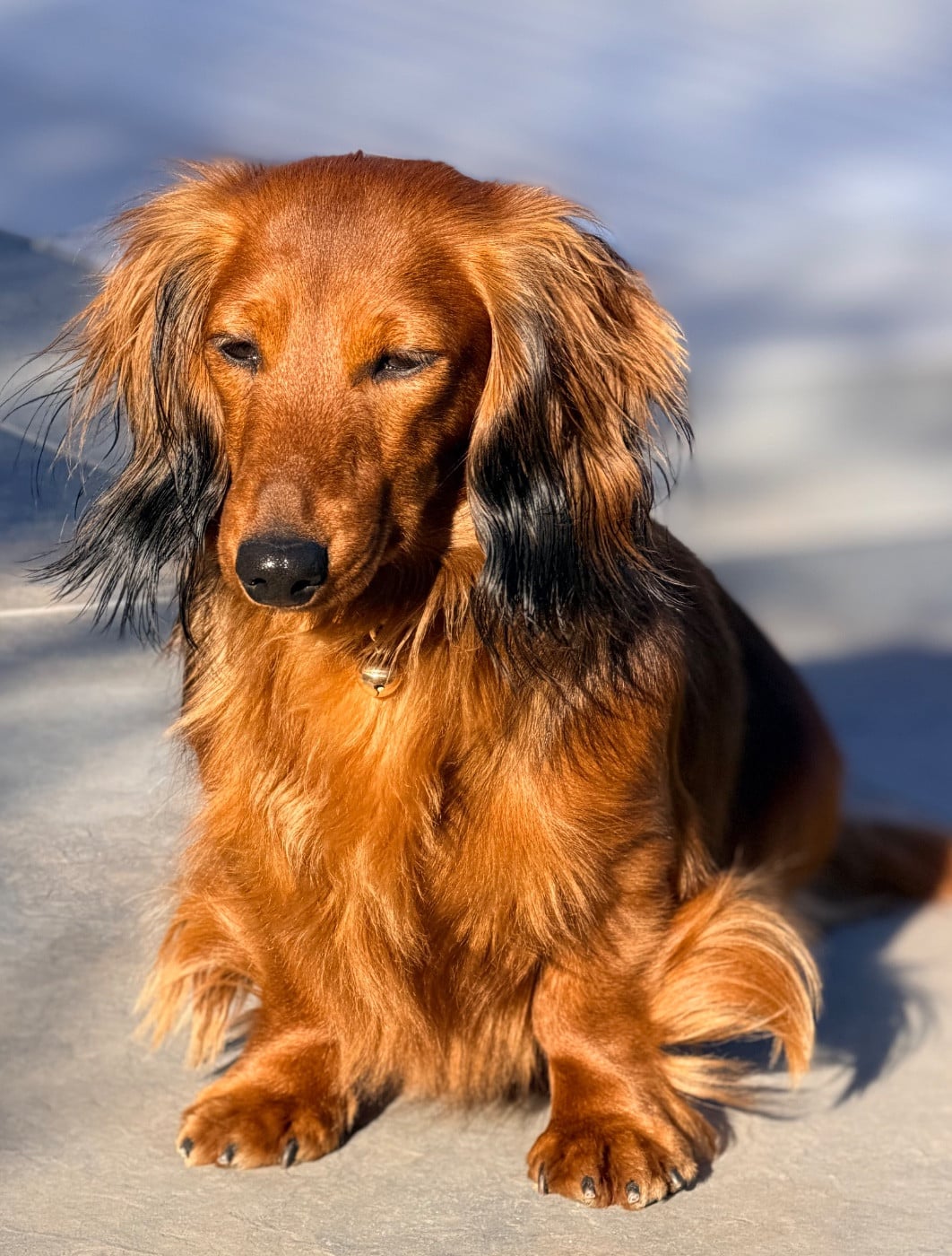 (Sans Affixe) ANEMONE