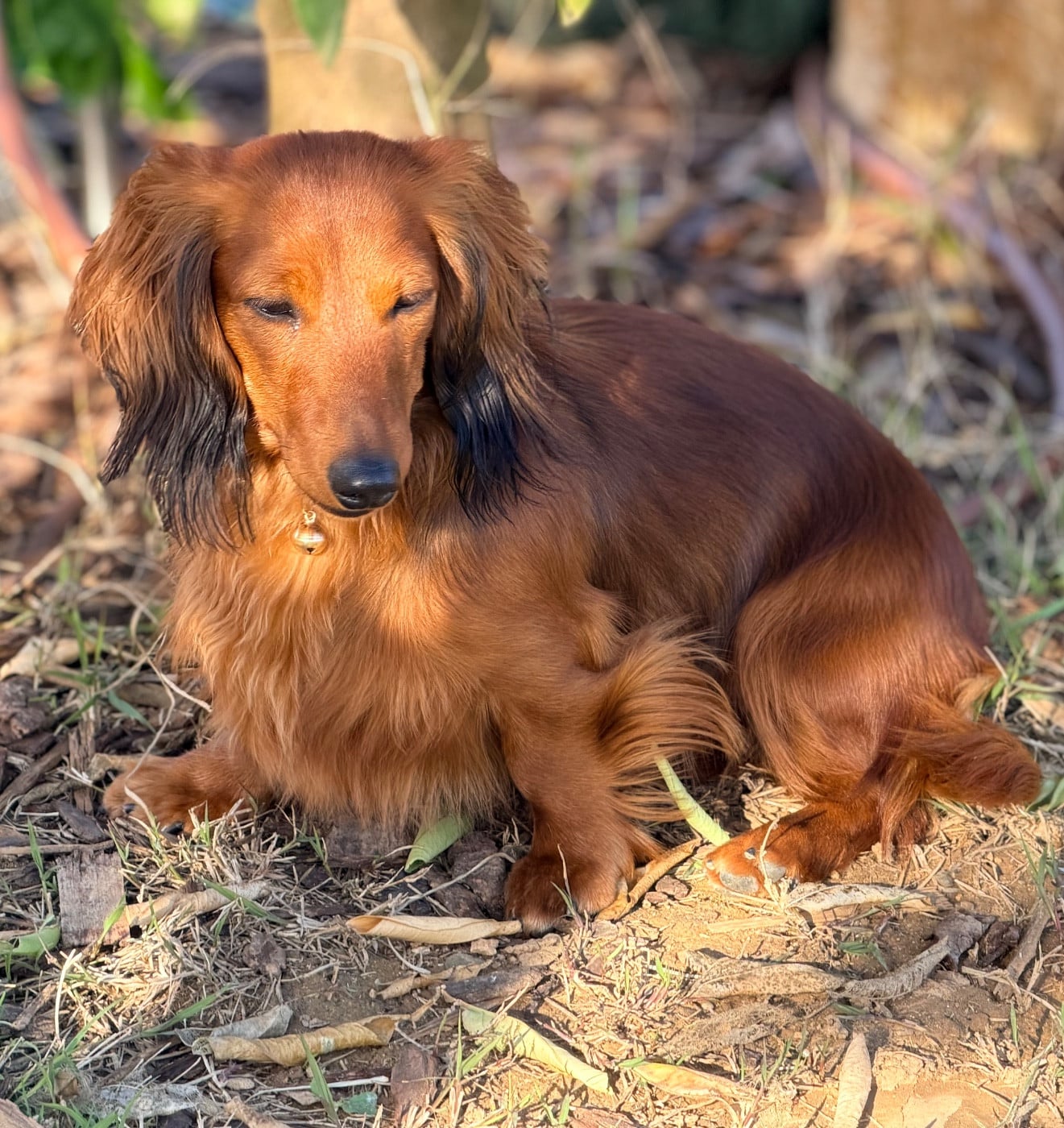 (Sans Affixe) ANEMONE