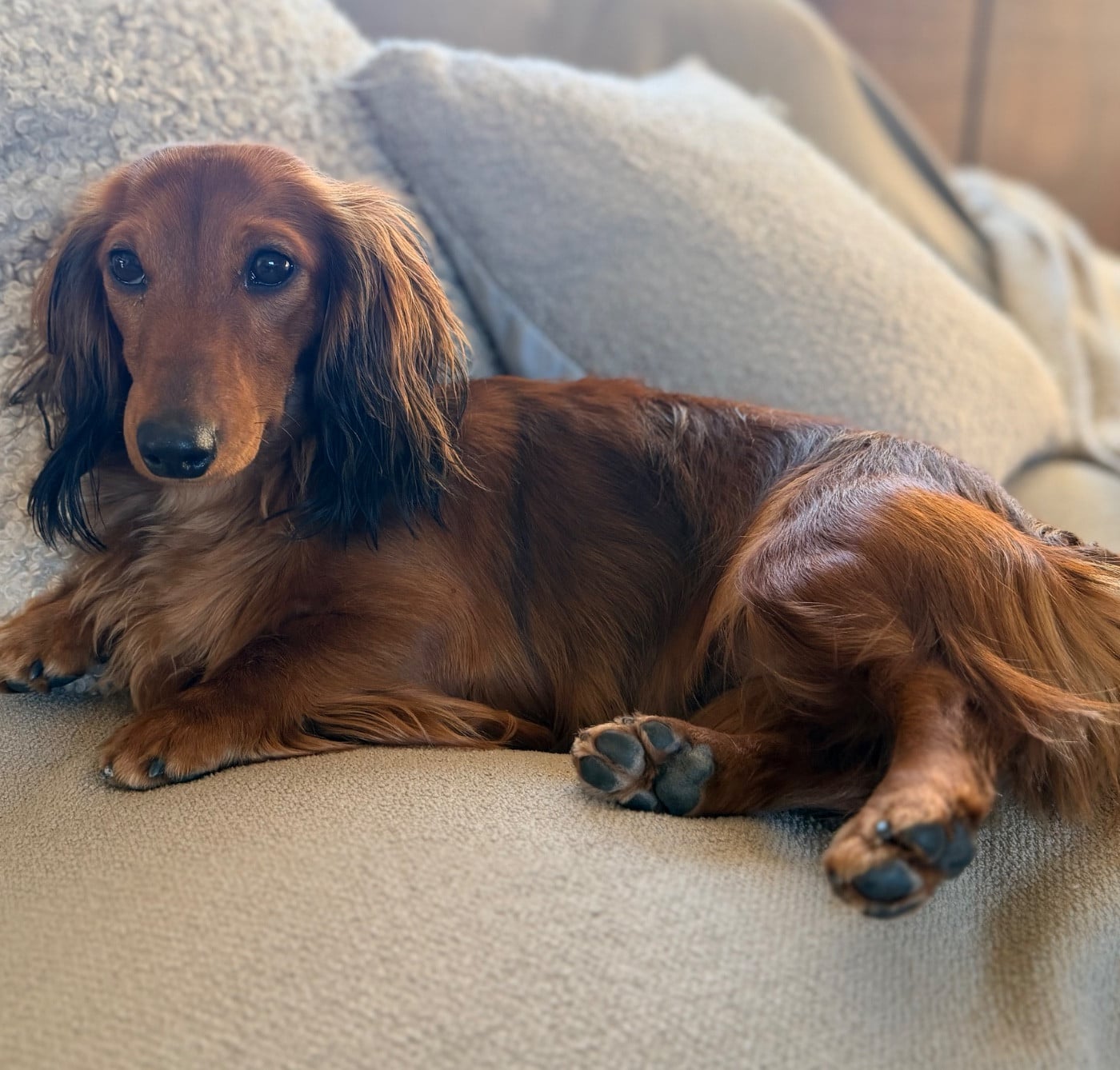 (Sans Affixe) ANEMONE