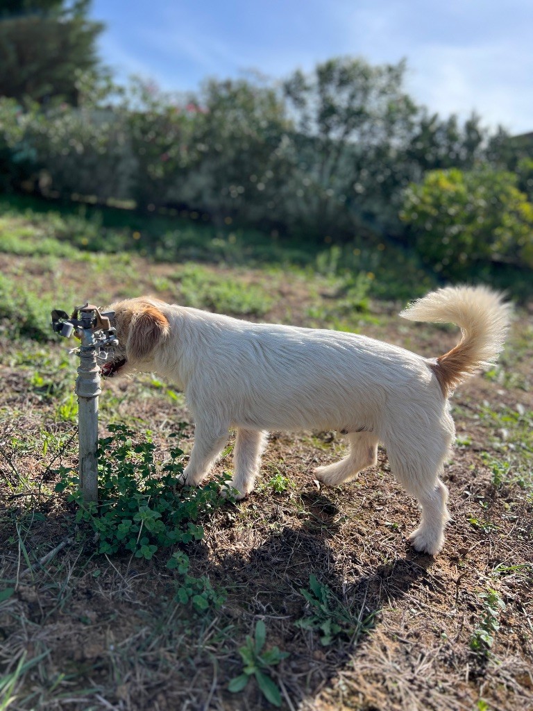 Apollo petite fusee du Domaine De Léon De La Seille
