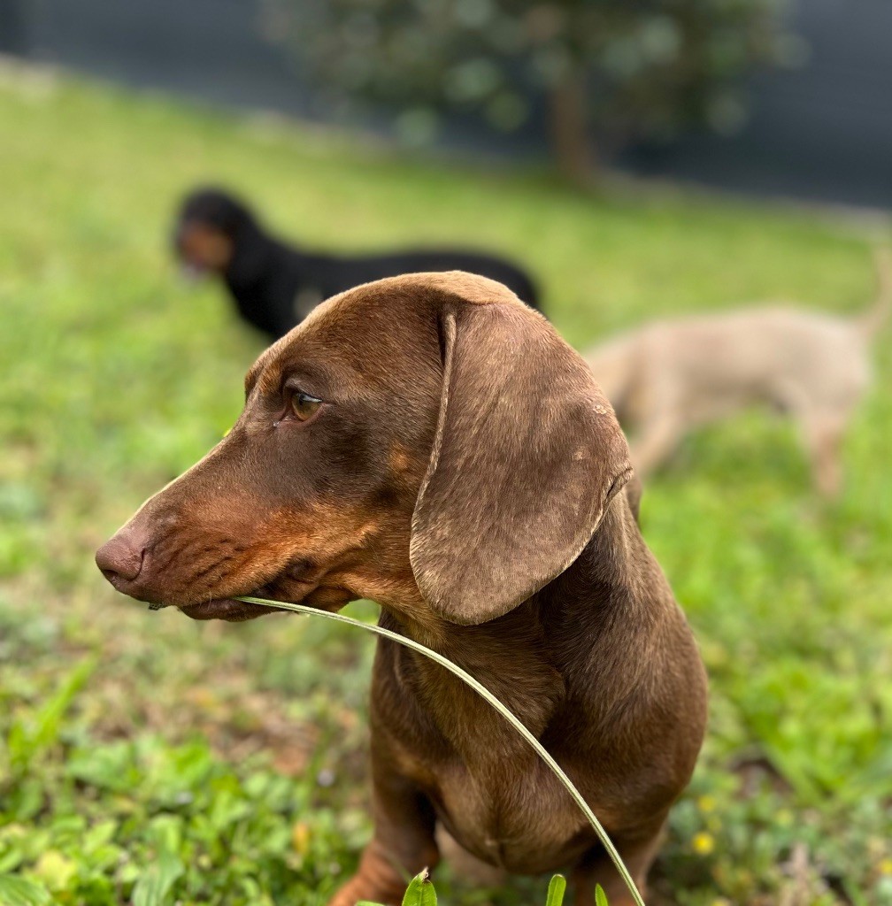 Volantis poisson volant des pur sang d’aphrodite