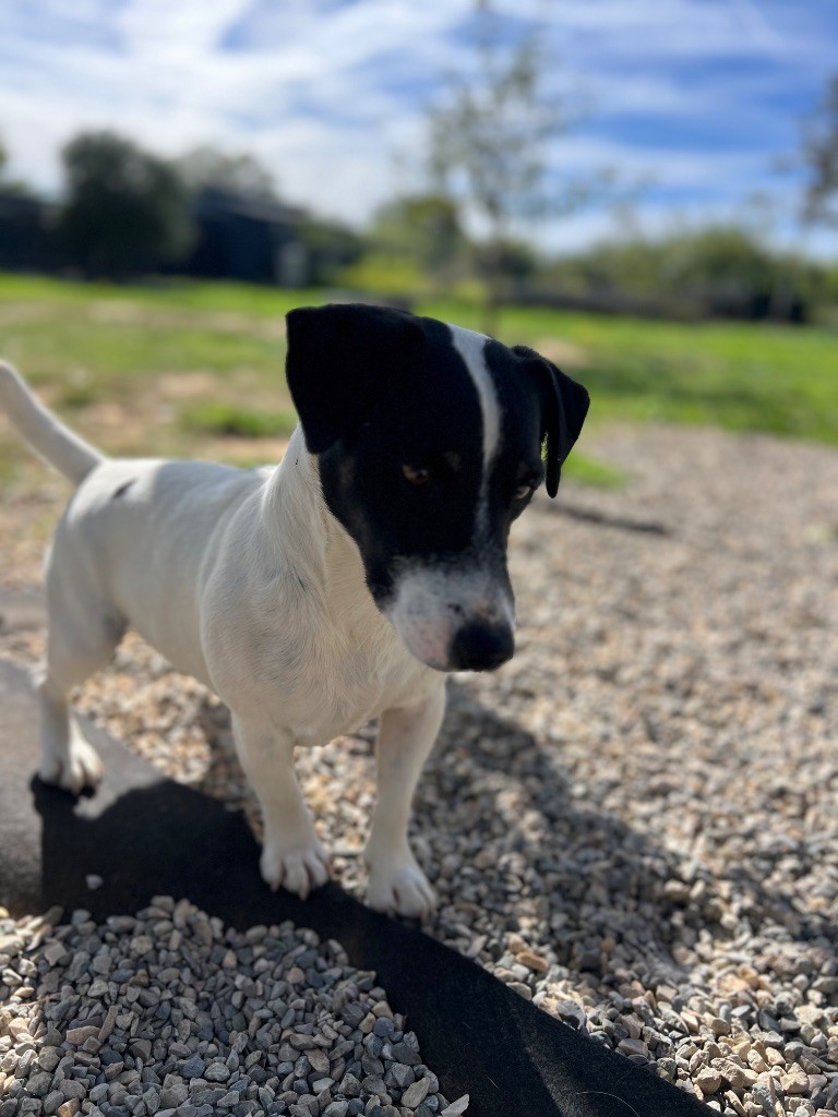 Vince ragazzino bianco nero du Jardin des Zouilles du Fresne