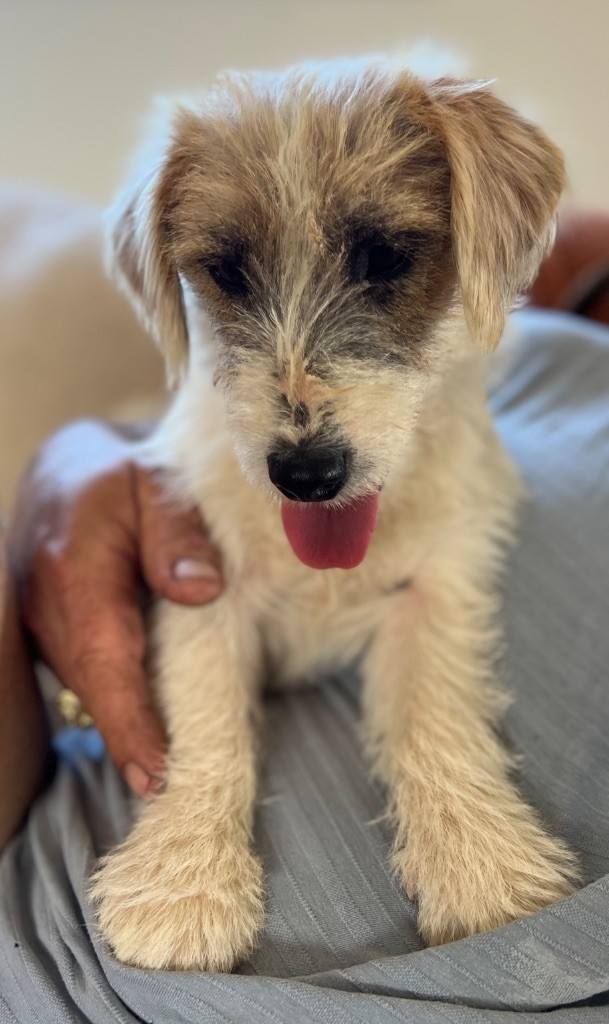 Apollo petite fusee du Domaine De Léon De La Seille