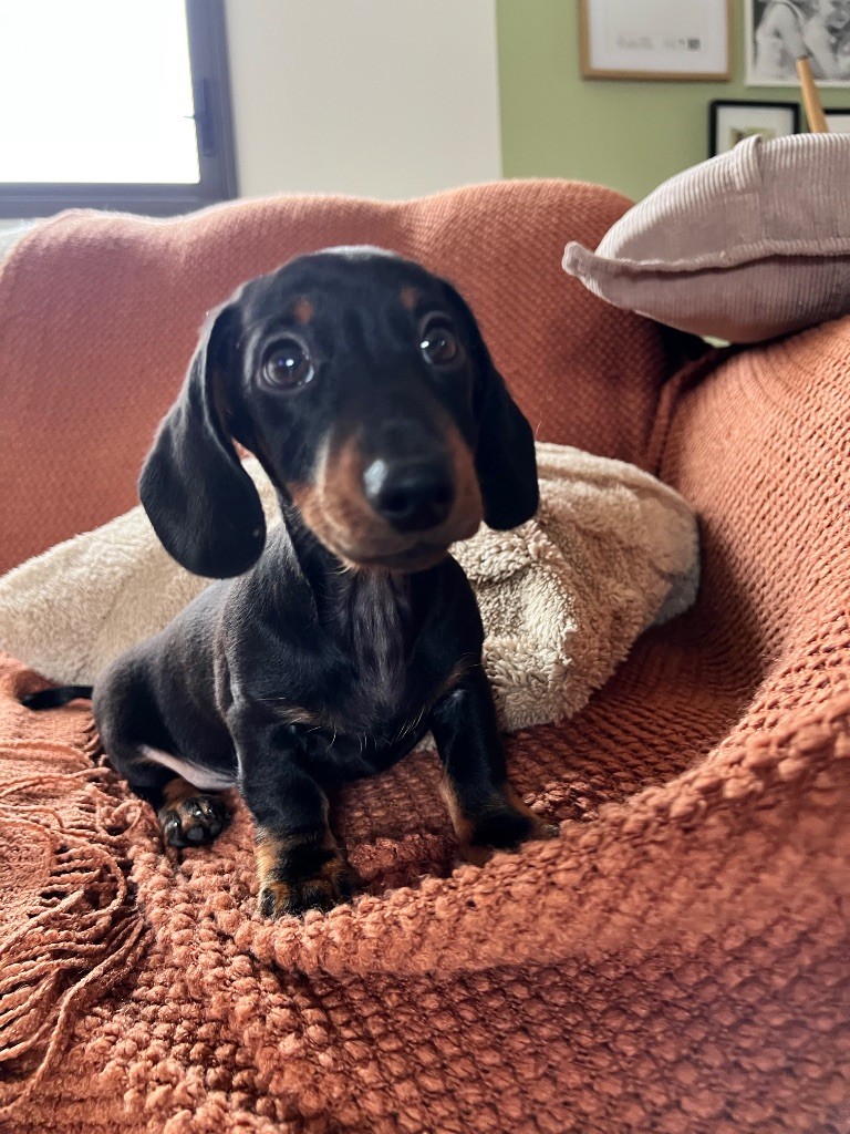 Gabéric's Albert petit prince