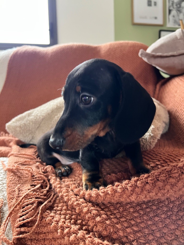 Gabéric's Albert petit prince