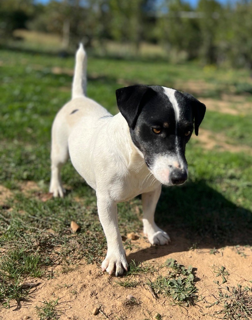 Vince ragazzino bianco nero du Jardin des Zouilles du Fresne