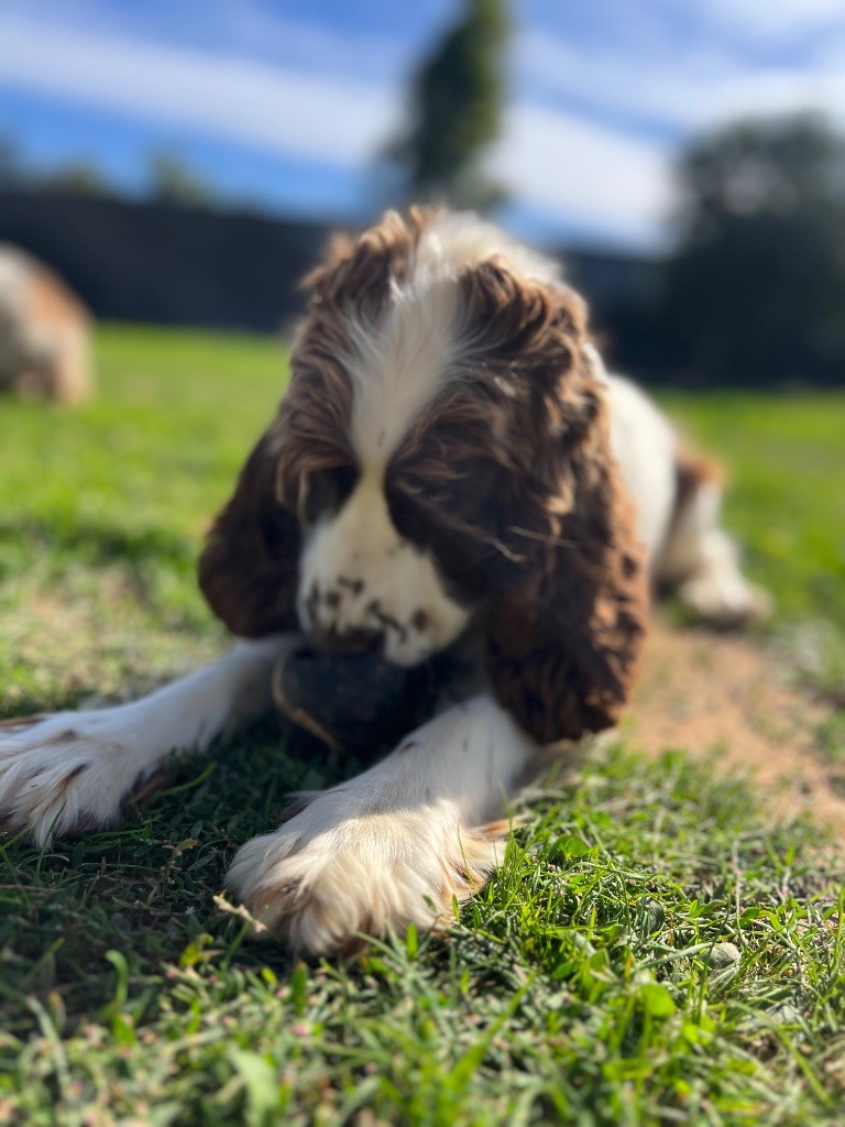 Uzy ragazza Du Domaine de Cors