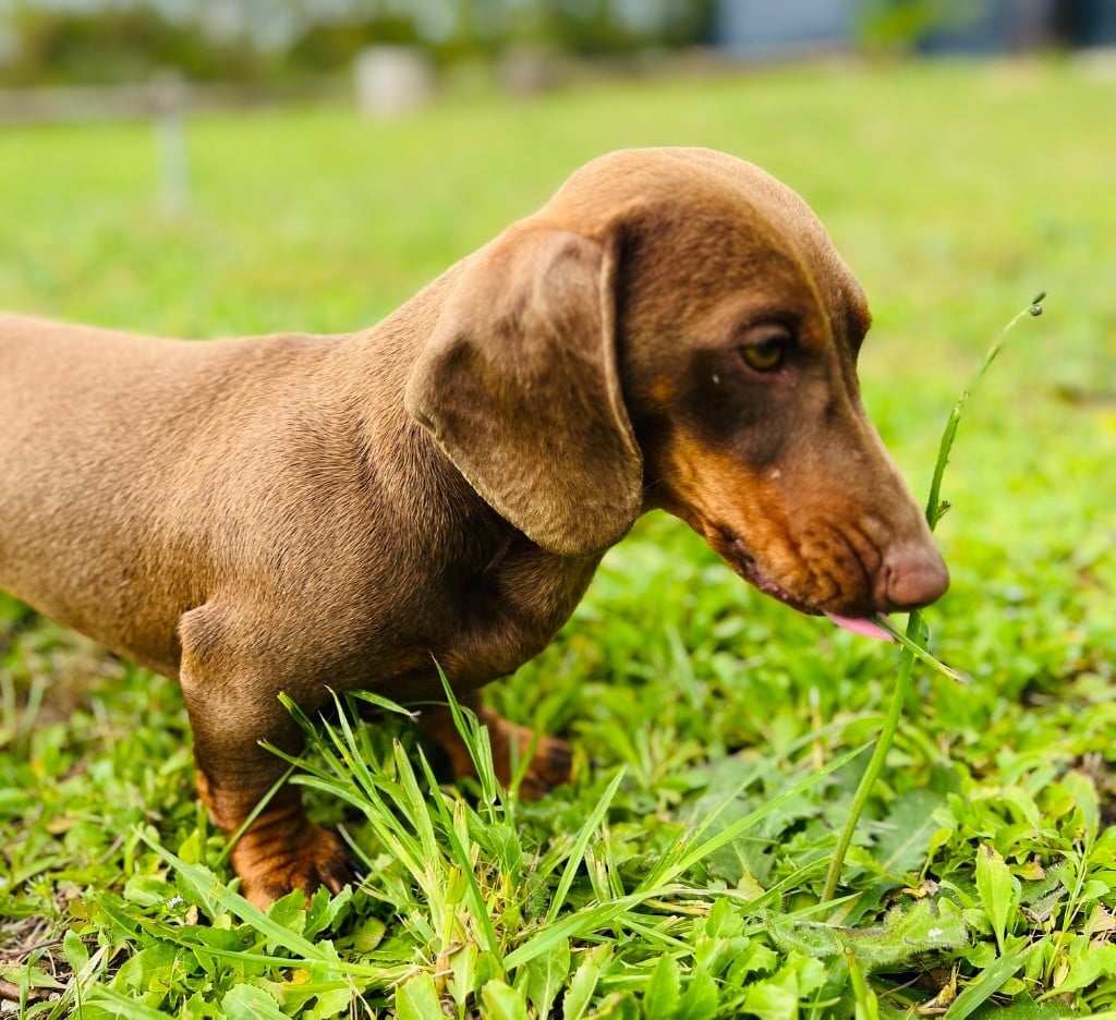 Volantis poisson volant des pur sang d’aphrodite