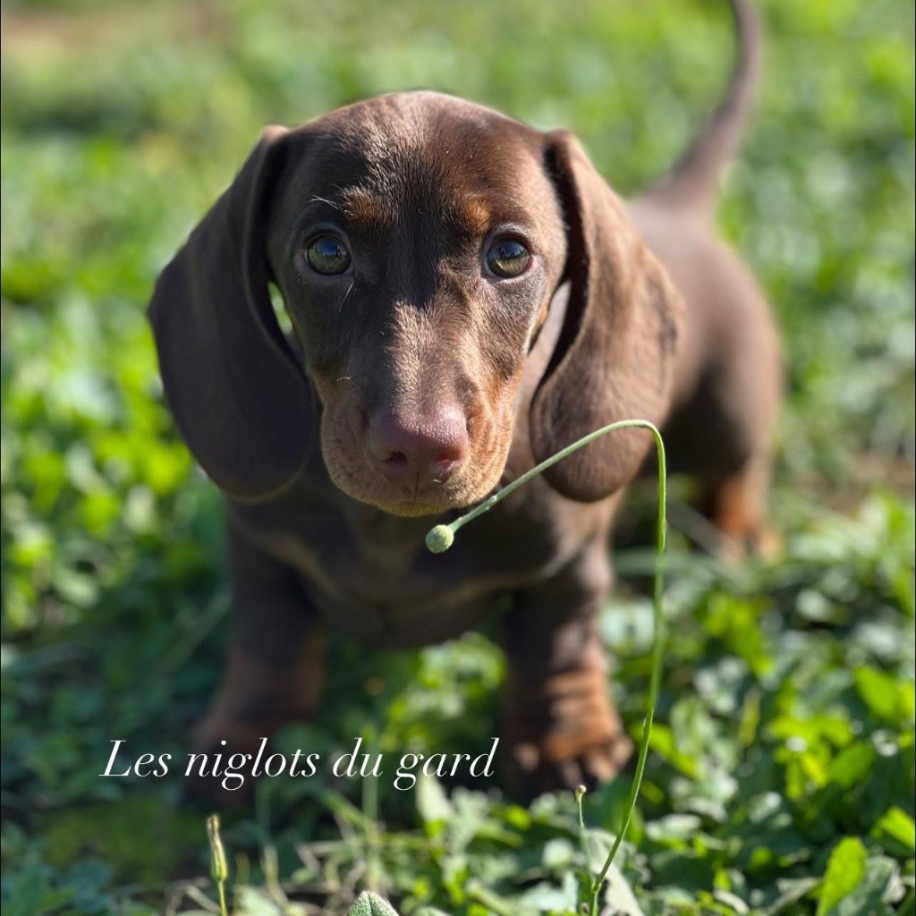 Volantis poisson volant des pur sang d’aphrodite