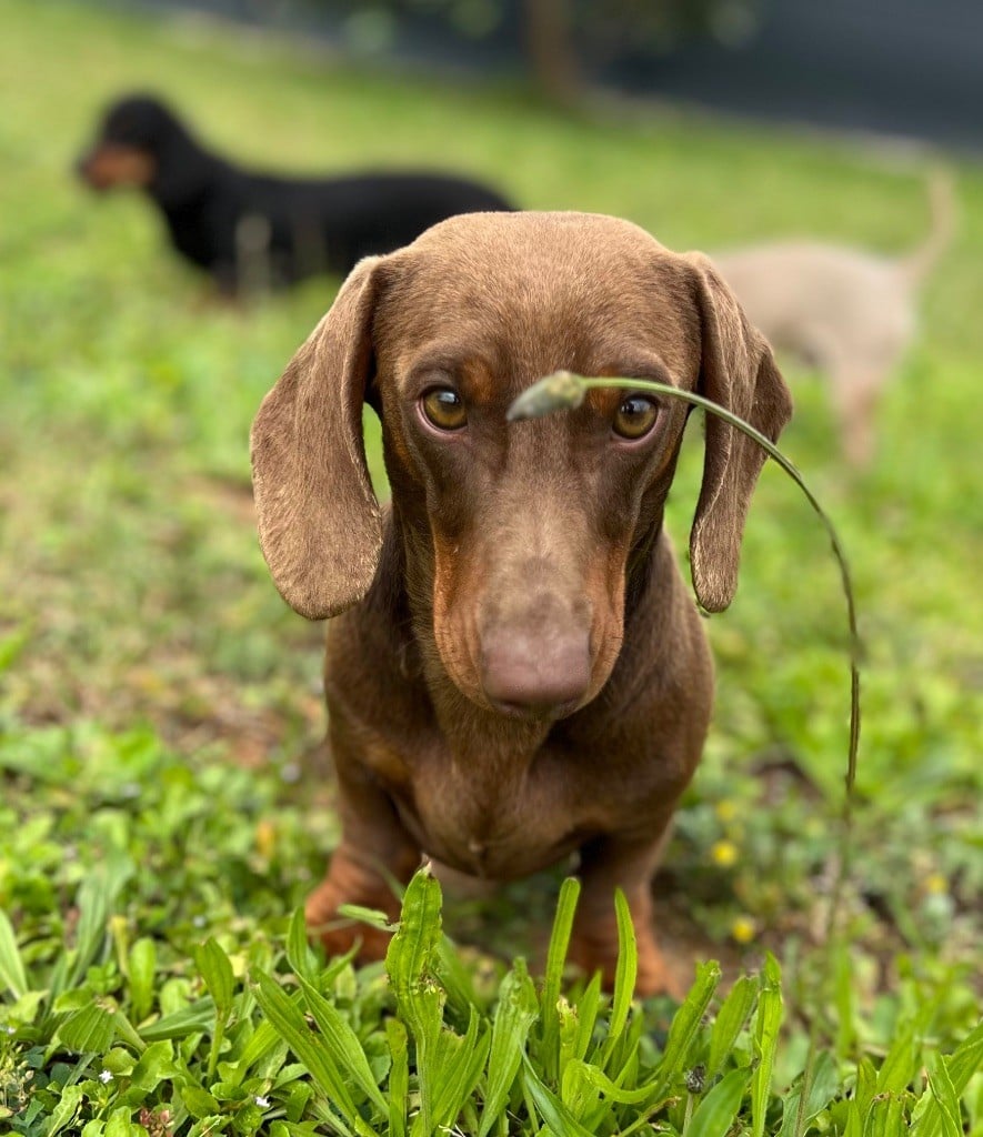Volantis poisson volant des pur sang d’aphrodite