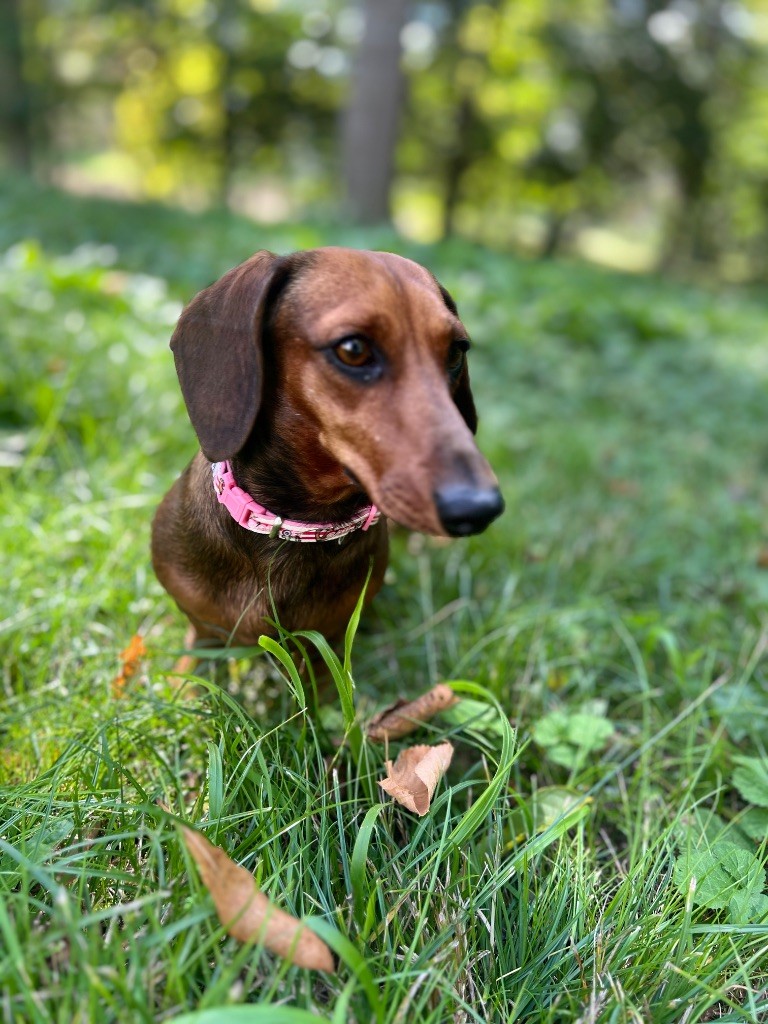 V'paulette de la Cité du Guerrier