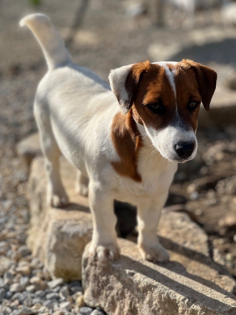 Vanina rappelle toi Des Niglots Du Gard