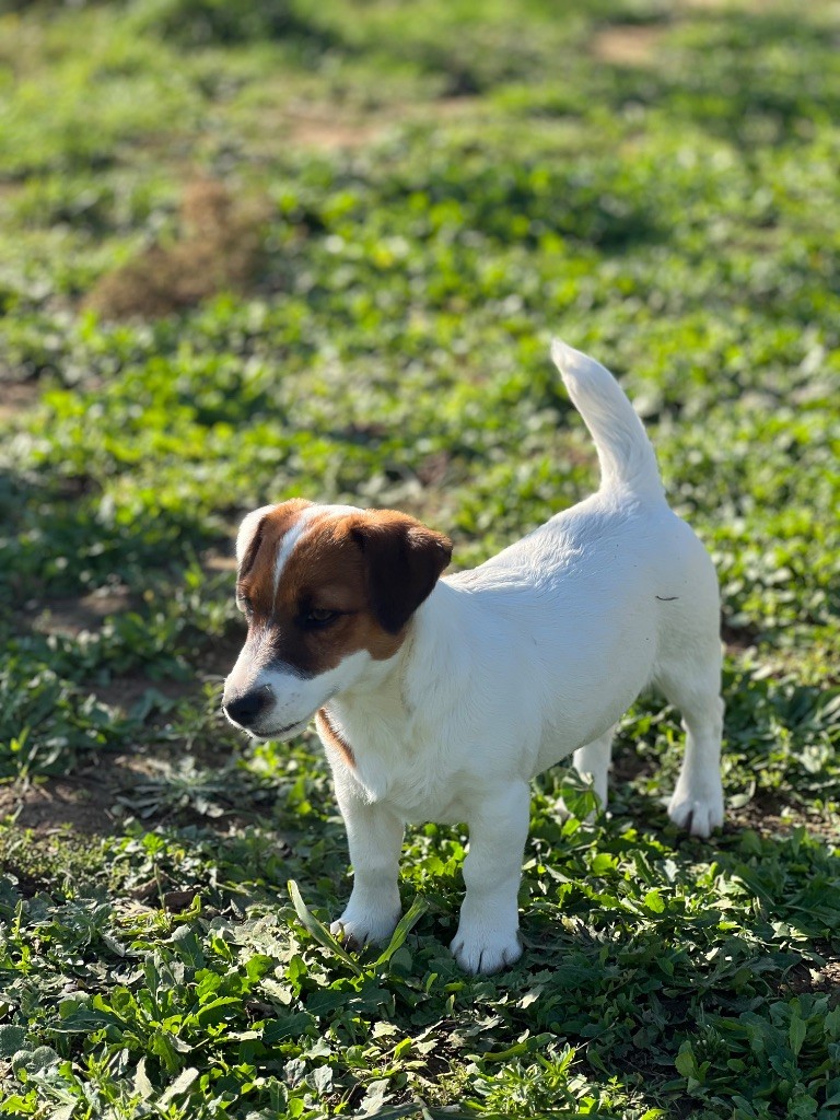 Vanina rappelle toi Des Niglots Du Gard