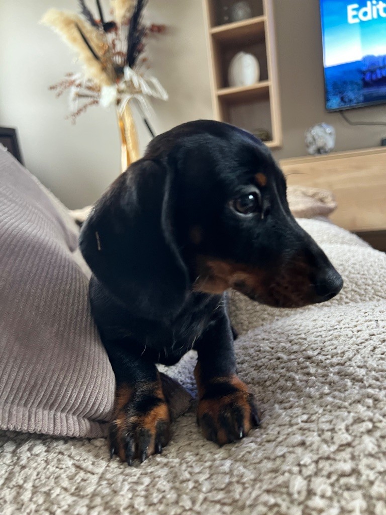 Gabéric's Albert petit prince