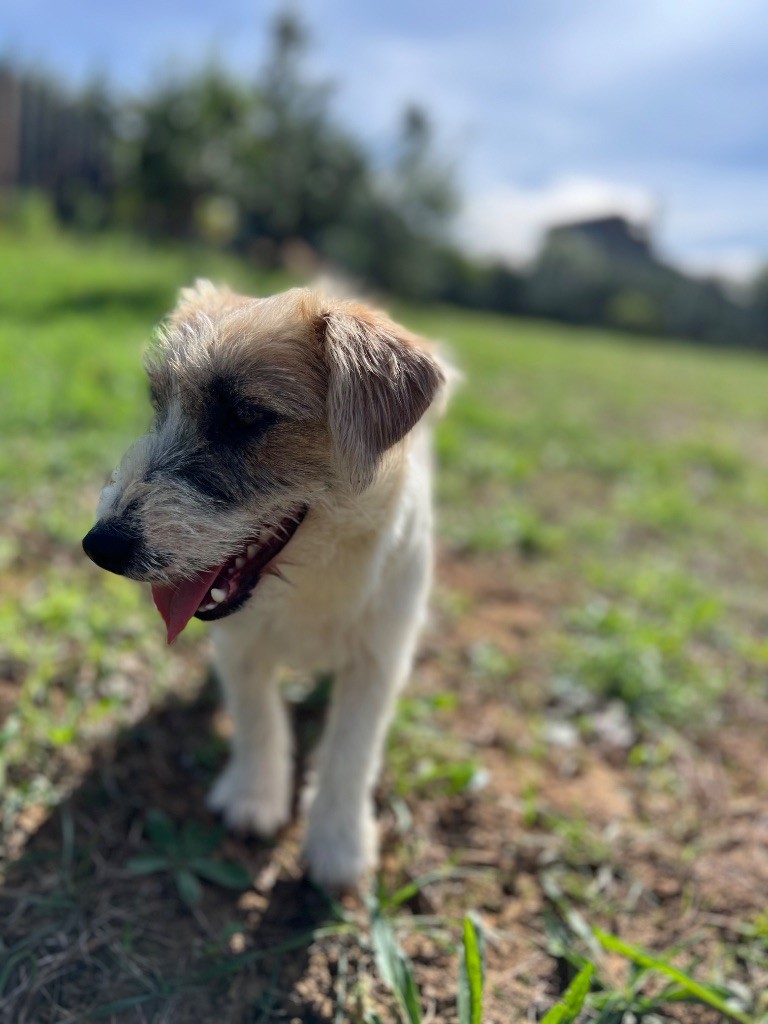 Apollo petite fusee du Domaine De Léon De La Seille