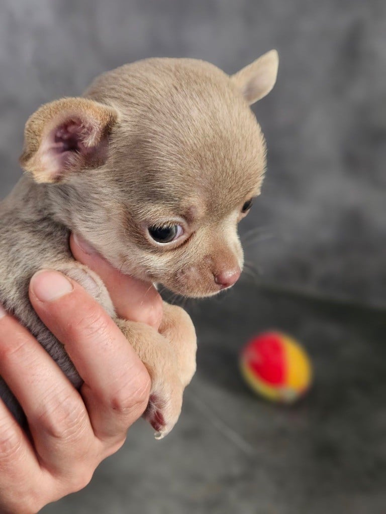 Vittorio mio amore De La Contrée Des Elfes