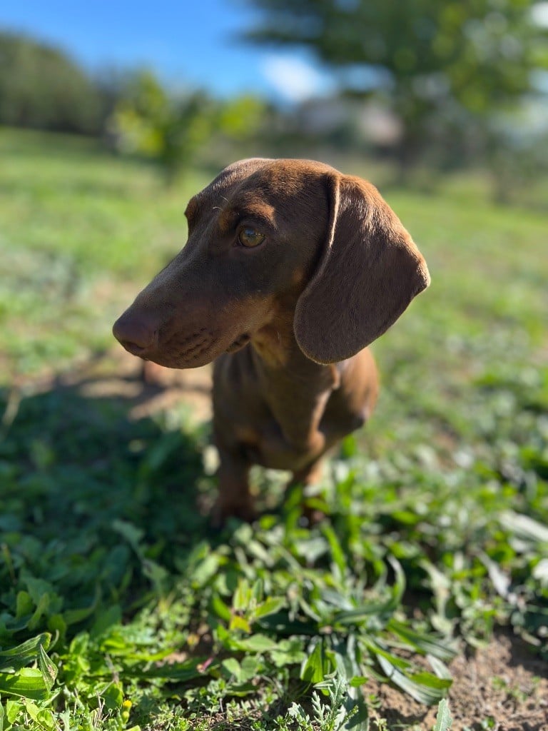 Volantis poisson volant des pur sang d’aphrodite