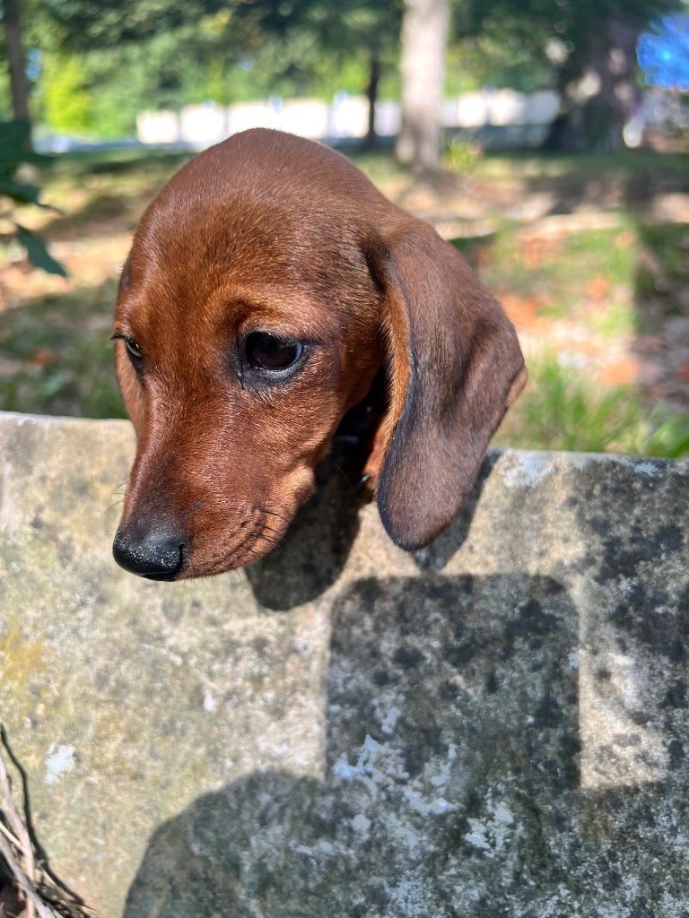 Ah voilà simone du sapin epineux