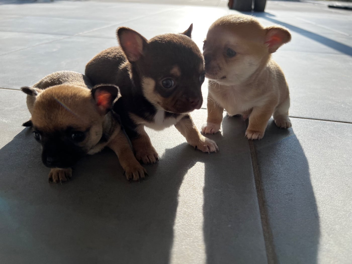 Chihuahua - Des Niglots Du Gard